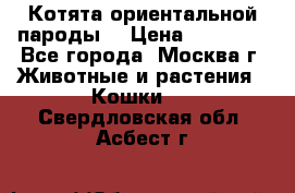 Котята ориентальной пароды  › Цена ­ 12 000 - Все города, Москва г. Животные и растения » Кошки   . Свердловская обл.,Асбест г.